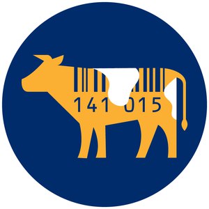Carni bovine