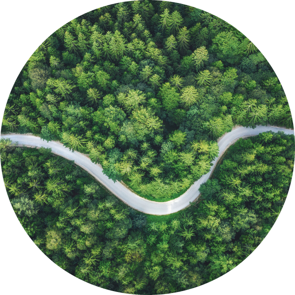 foresta.png
